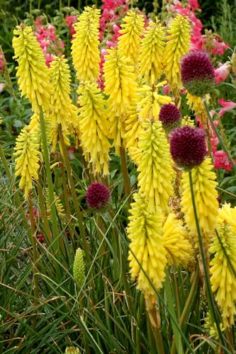 Stauden Gänge 3 x Kniphofia Kollektion (Winterhart/Staude/Dauerblüher/Bienenferundlich/Mehrjährig) Fackellilie - Hingucker der den ganzen Sommer über bis tief in den Herbst hinein blüht