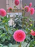 Dekorative Dahlien-Dahlien Rhizome-Mehrjährig winterhart/Perfekt für Blumenarrangements und Geschenke-2 Rhizome-H