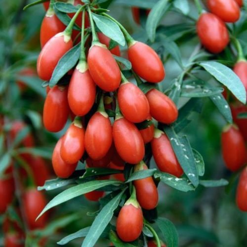 Pianta Goji Berry Lycium Barbarum | Vaso 18cm | Bacche Rosse Antiossidanti | AMDGarden - Foto 2