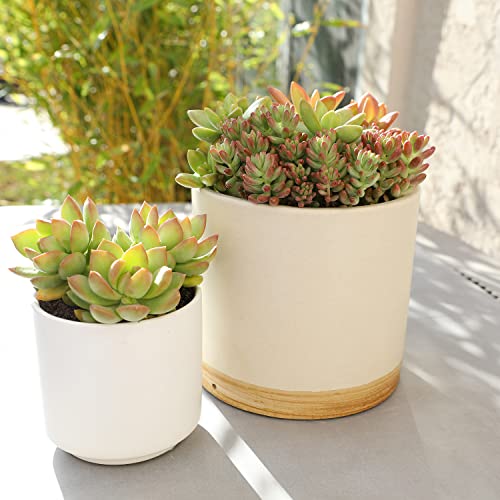 1Qt Sedum Succulent Plants Live Plants Indoor Plants Live Houseplants Or Outdoor Plants 4Pk, Sedum Plants Live Succulents Plants Live House Plants Indoors, Succulent Pots For Plants By Plants For Pets #TOP3