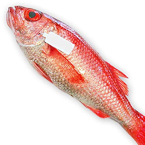 魚水島 のどぐろ 新潟・日本海産 ノドグロ 400g以上・1尾(生冷凍)
