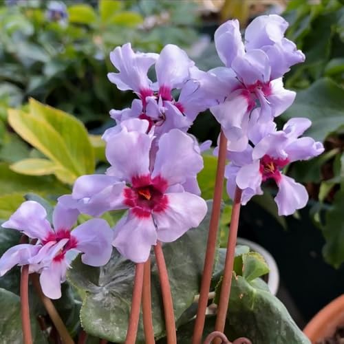 Ciclamen parterre balcón de oficina jardín interior semillas exóticas verano trepadora reverdecimiento 80pcs