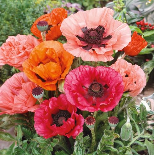 1050+ Poppy Flower Seeds for Planting Outdoor- Heirloom Non-GMO Pollinator-Friendly Perennial - Thumbnail 3