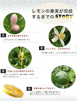 Amazon レモンの木 レモン 苗 リスボンレモン 2年生 接ぎ木 苗8号スリット鉢植え 果物 Amazon レモンの木 レモン 苗 リスボンレモン 2年生 接ぎ木 苗8号スリット鉢植え 果物