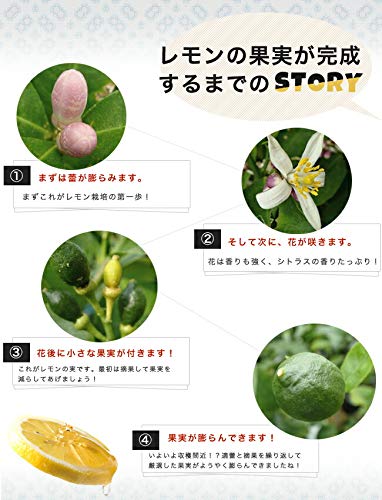 レモンの木の育て方が分かる 地植え 鉢植え 剪定や肥料 病害虫は カモシカおやじの趣味ブログ
