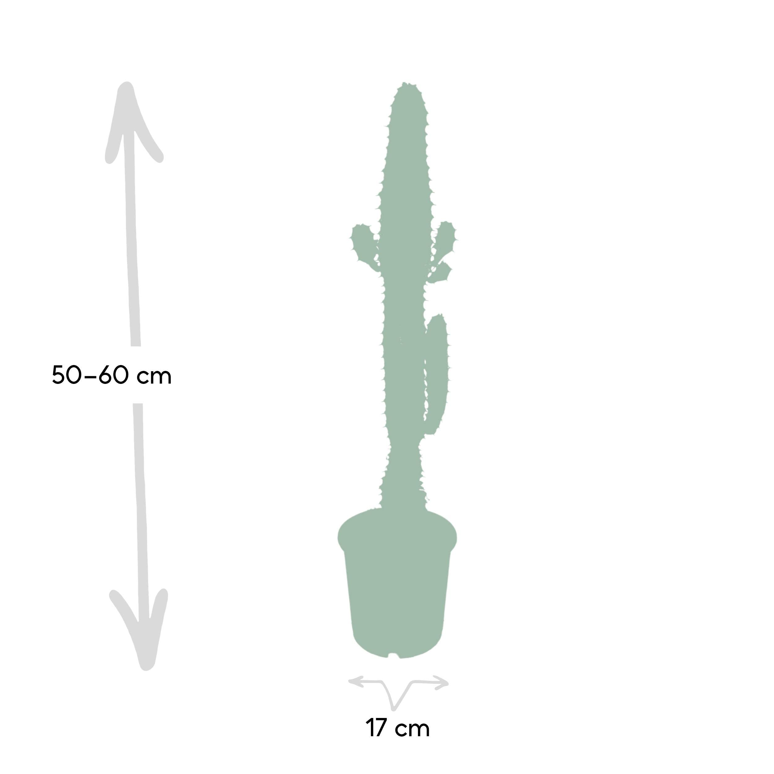 Westernkaktus (Euphorbia Acrurensis) - Hhe: 50 cm - Kaktus von Botanicly :  Amazon.de: Garten