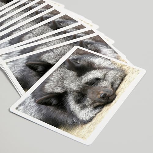 Lantern Press Silver Fox, 52 naipes para adultos, tamaño póker miniatura 5