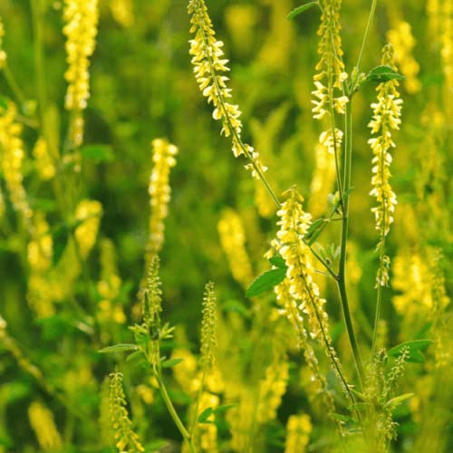 Mixed Clover Flower Wild Seeds, White and Red Variety Pack, Garden Heaven Blend (Yellow Blossom/Sweet Clover Seed (Melilotus officinalis), 100g)