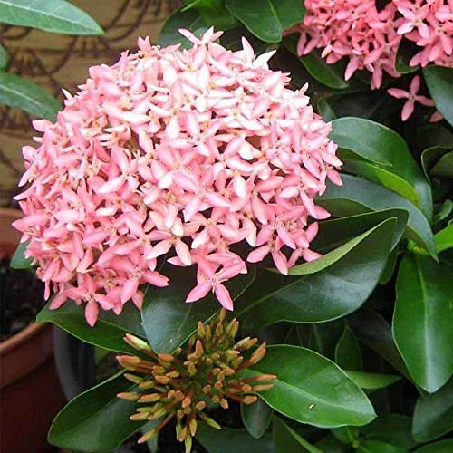 Mphmi Plant Ixora Mini Dwarf (Any Color) - Plant Jungle Geranium, Flame of the Woods, Jungle Flame Plant (B08VHR7DB4) Amazon Price History, Amazon Price Tracker