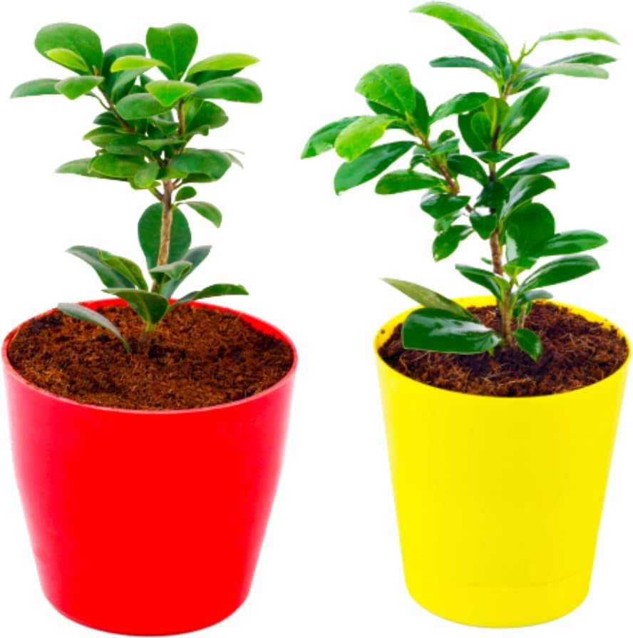 Ficus Compacta Plant (Hybrid, Pack of 2) Phulwa (B0D45ZCPYD) Amazon Price History, Amazon Price Tracker