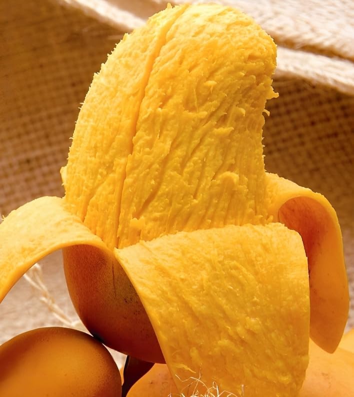 Cloud Farm Himsagar Mango Plant (Grafted Plant Height 2-3 Feet) Hybrid 1 Healthy Live Frout plant For Home Garden Fruit After 2-3 Years,CF_23 (B0D86VZFPS) Amazon Price History, Amazon Price Tracker