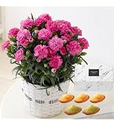 Amazon | 1020 母の日ギフト カーネーション 特選 ピンク 鉢植え 5号鉢