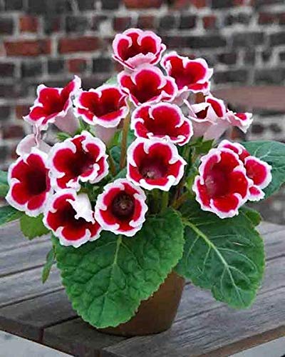 FernsFly® IMP. Gloxinia | Sinningia species Flower Bulbs Home Outdoor Flowering Gardening Bulbs Blooming planting (Pack of 14 Kaiser Friedrich Gloxinia)