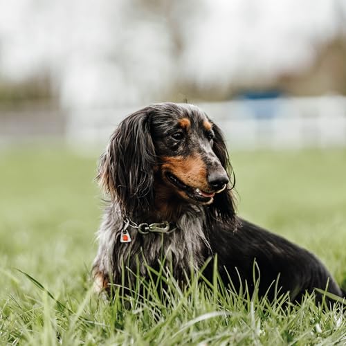 Herm. Sprenger Verstellbare Hundehalskette – Edelstahl, rostfrei, 2,0 mm – Mit Sprenger-Haken, langlebig & sicher für Training & Alltag (30 cm)