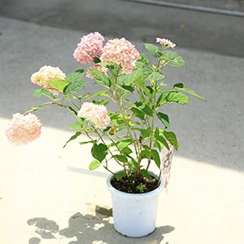 Amazon 鉢花 庭木苗 植木苗 ピンクアナベル ピンカーベル 紫陽花 植木 Amazon 鉢花 庭木苗 植木苗 ピンクアナベル ピンカーベル 紫陽花 植木