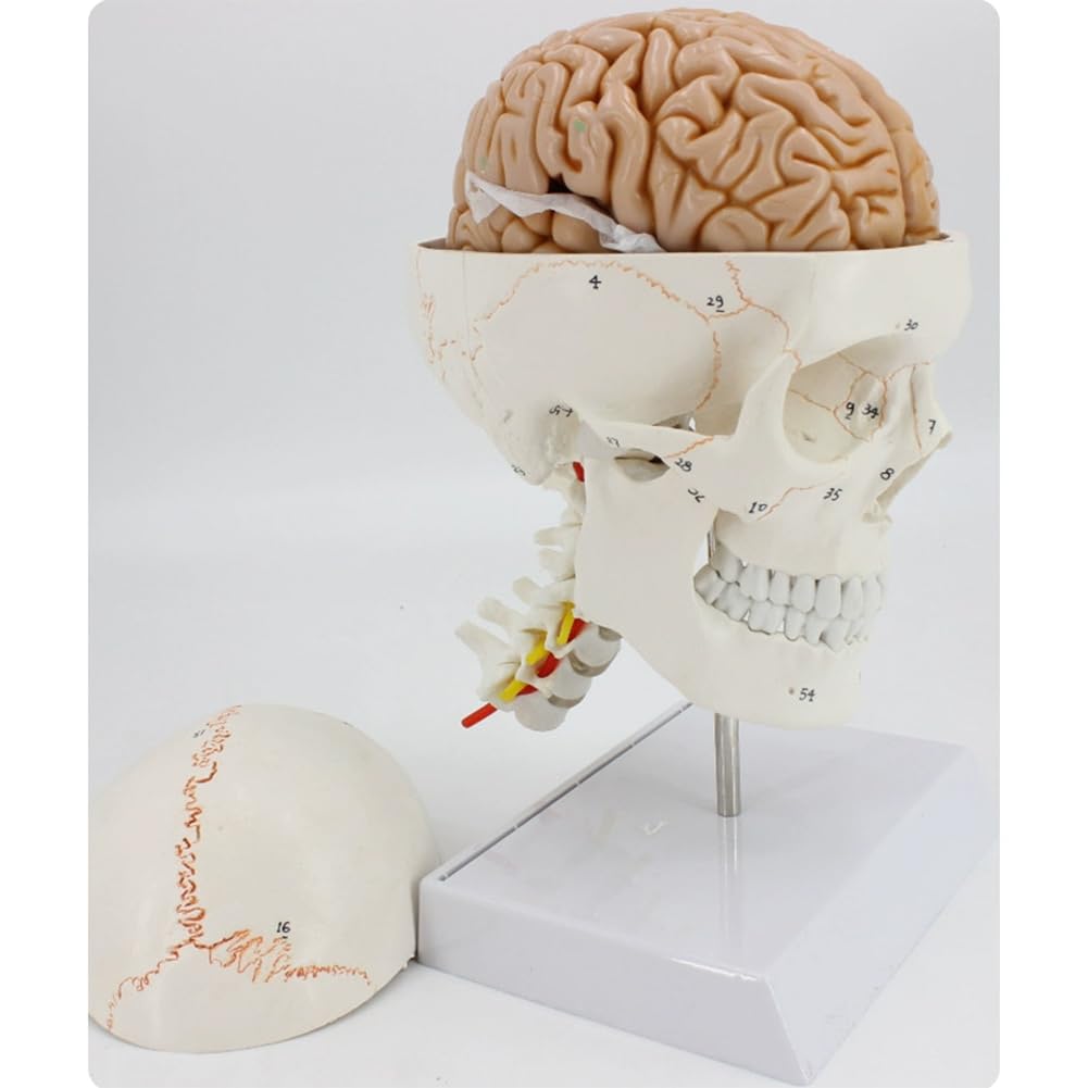 XLTEAM Human Skull and Brain Model, Educational model, with Brain 8 Parts Brain Model, Detachable Skull, for Medical Teaching Learning, Medical Students and Kids Education Display Tool