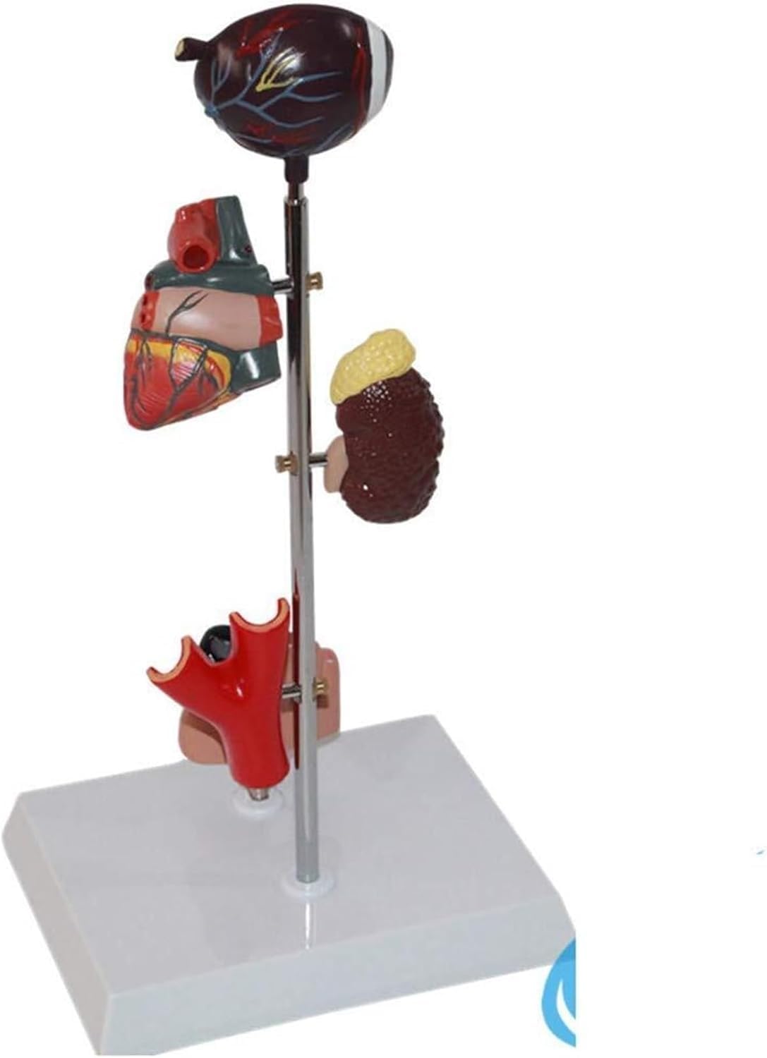 CHROX Modèle De Diabète en PVC, Modèle Humain, Modèle De Rein, Modèle D'organe, Modèle De Diabète : Œil, Rein, Système Cardiovasculaire, Modèle De Pied (avec 5 Parties Mobiles)