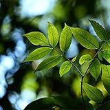  Generals Speaks After a Veins