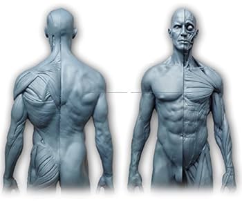 人体模型 男性 TORSO バスト スタチュー 　美品 楽天市場】【Abz Company】人体 筋肉 模型 30cm 人体模型 医学