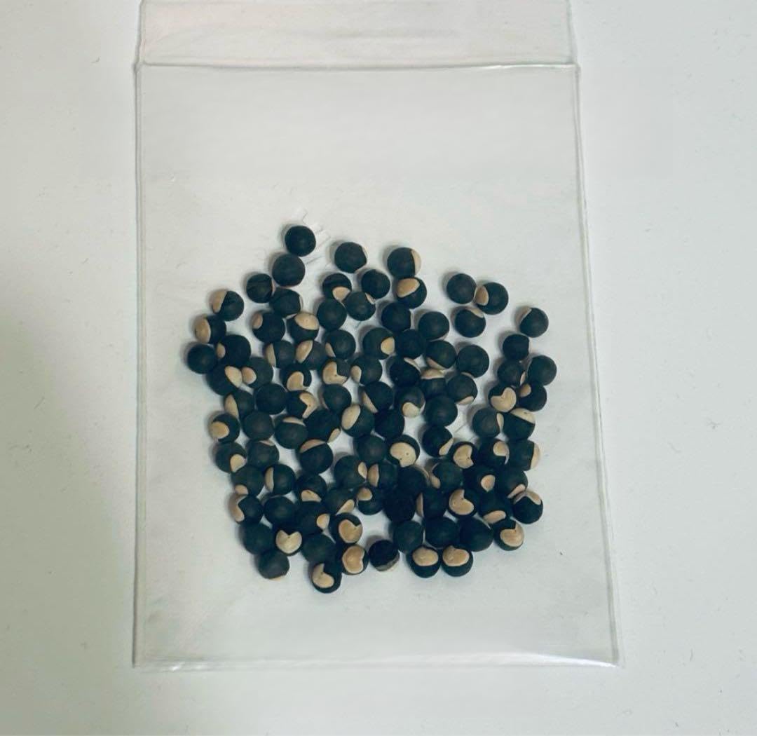 ふうせんかずら種　100粒 Amazon | 【種子】風船かずら [1037] | 草