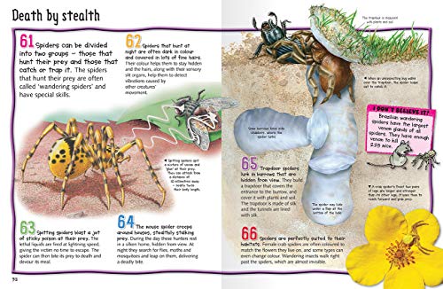 100 Facts - Spiders: Projects, Quizzes, Fun Facts, Cartoons - Image 3