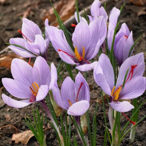 100pcs Fresh Saffron Plant Seeds