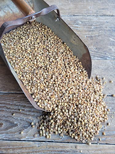 Roasted Soybeans – Non‑GMO Whole Soybeans, 46 lb Bag – 300°F Roasted, High‑Energy Feed for Chickens, Livestock & Wildlife – Farm‑Fresh, USA Grown - Thumbnail 5