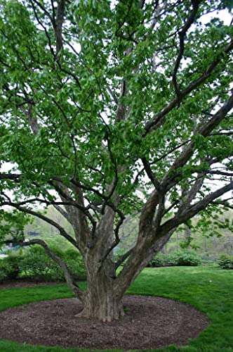 Trident Maple Tree - Live Plant Shipped 3 To 4 Feet Tall By Das Farms (No California) #TOP5
