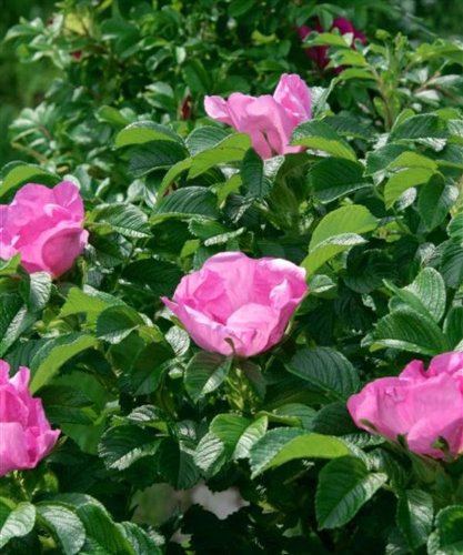 Trees By Post Japanese Apple Rose Plant Shrub (Rosa rugosa) x 75