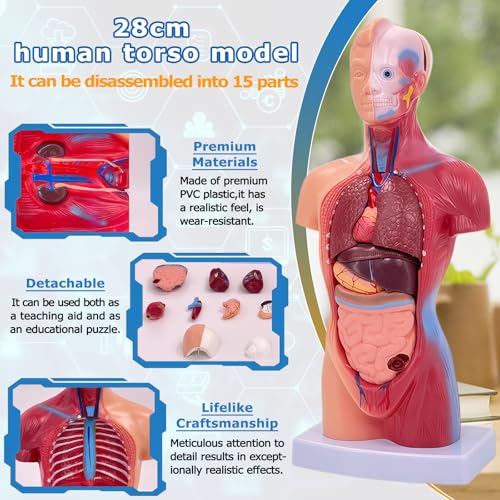 Image of 11 inch Human Body Model, 15 Pcs Removable Human Torso Anatomy Model for Student Study,Teaching Demonstration and Medical Education Display