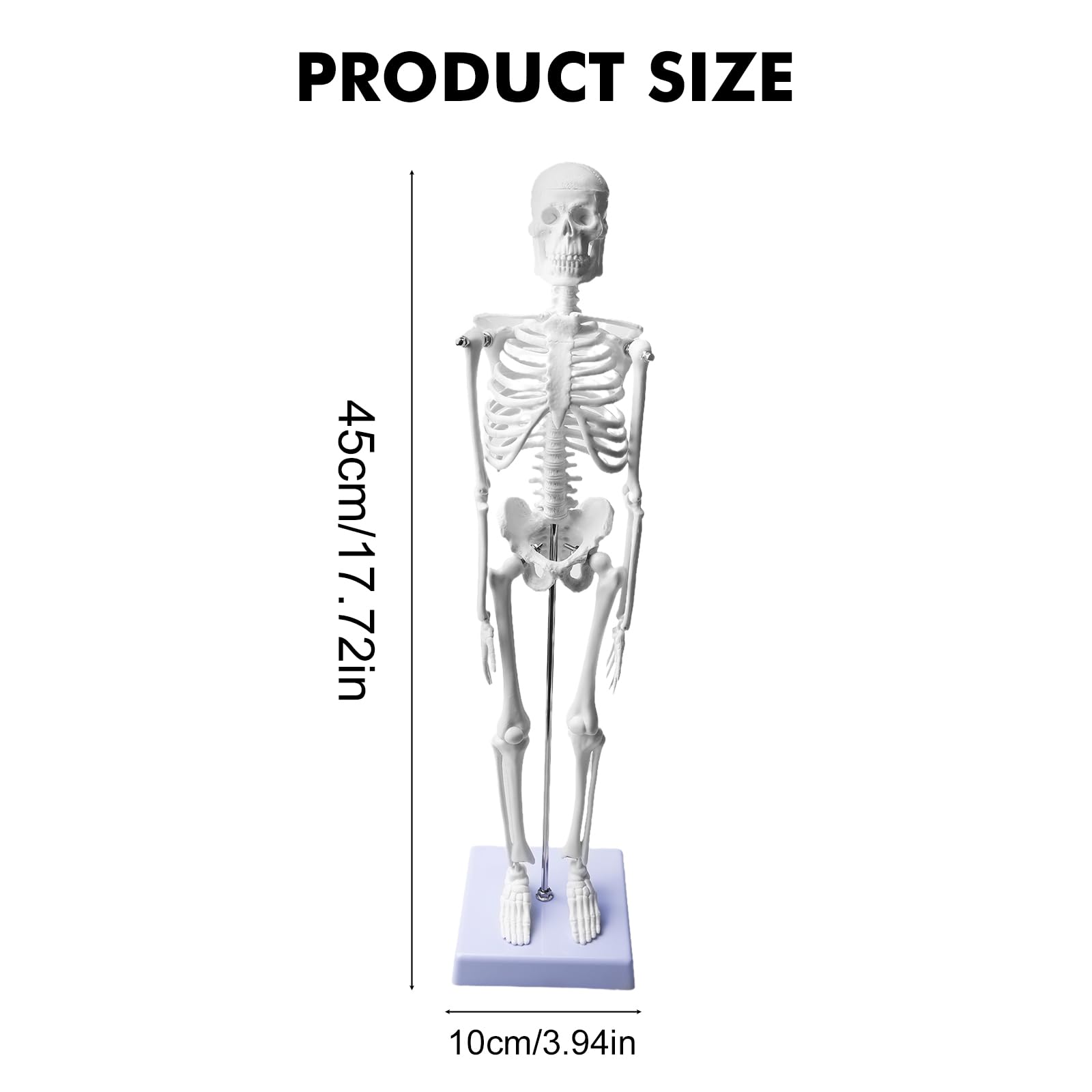 Modello di scheletro umano da 45 cm per anatomia, modello di anatomia a scheletro piccolo, modello funzionale di anatomia per studio di medicina e cliniche