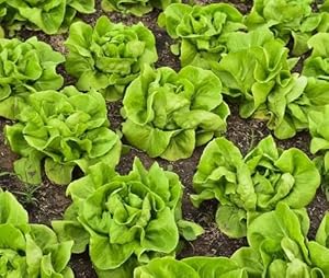 Etechondra 648561 Salat-Gemüsesamen, 100 Stück