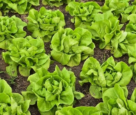 Etechondra 648561 Salat-Gemüsesamen, 100 Stück