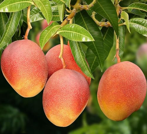 Image of sindhu Mango Tree Seedless Mango Plant For Home Garden