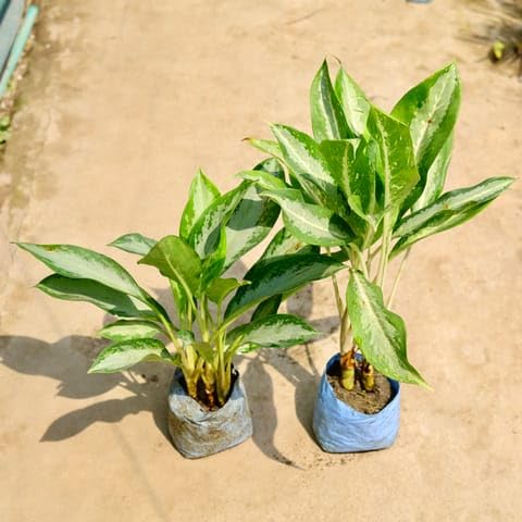 Bedroom Plants Set of 2 - Aglaonema Emerald Bay/Silver & Dove in 8 Inch Nursery Bag-image-5