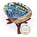 5"+ Hand Selected Premium Abalone Shell with 6" Wooden Cobra Stand. Alternative Imagination Brand