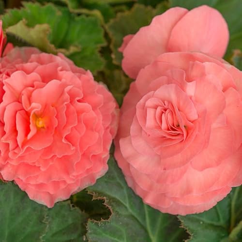 Gefüllte Begonie Rosa | 3 Stück | Knolle | Topfpflanze | Geeignet für Kübel | Rosa | 100% Blütegarantie | QFB Gardening