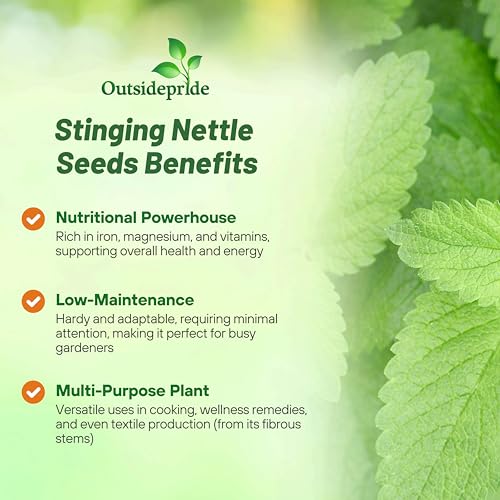 Outsidepride Stinging Nettle Seeds - 10000 Pcs Perennial and Low Maintenance Herb Seed for Planting Green Blooms with Fibrous, Iron Rich Leaves, Ideal for Cooking, Wellness Uses, Pollinator Gardens - Image 3