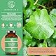 QIDOSHA® Gotu Kola 60:1 Extrakt, höchster Wirkstoffgehalt mit 10% Asiaticoside, 17% Madecassoside, 13% Asiaticoside B, 120 Kapseln im Apothekerglas, Indischer Wassernabel, Tigergras