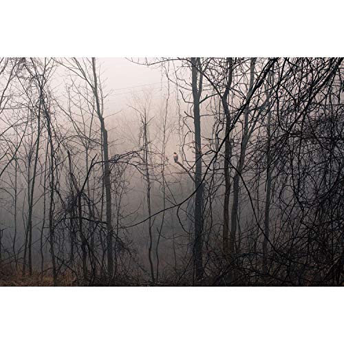 Affiche poster rapace en forêt champêtre nature grand format 91x137cm