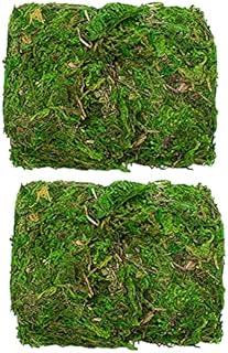 TRIXES 100g Decorative Dried Green Moss Perfect for Plants & Flower Arranging or Wreath Making  Plant Terrariums or Reptile Cages