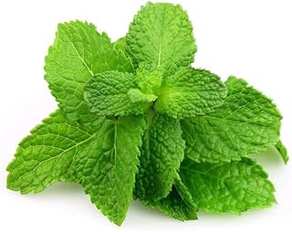 200pcs Pleasant Aroma Spearmint Seeds Fresh and Refreshing Herbal Seed Indoor Perennial Planting Flowers Non-GMO Easy to Cultivate Best Choice for Garden Planting