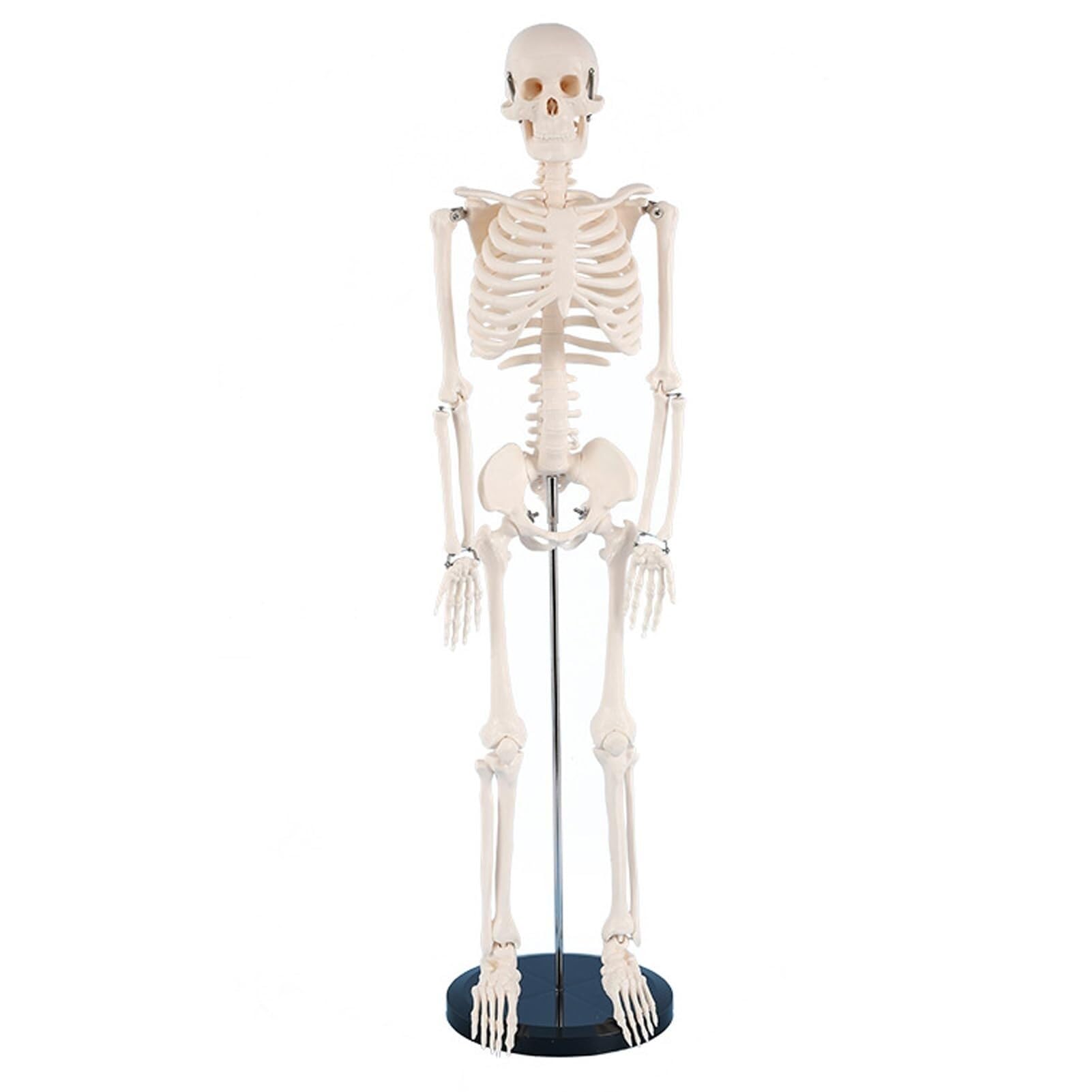Produits Modèle De Squelette Humain Anatomique, Modèle De Squelette Humain pour Dissection, pour Rééducation Médicale Et Exposition, 1/2 Taille Réelle, 85 Cm A,Flesh