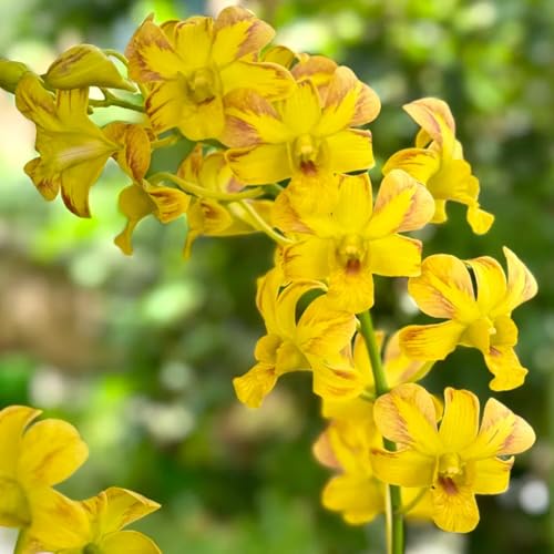 semi di orchidea dendrobium Semi di perenni, resistenti da balcone esotici perenni da giardino, appartamento rare selvatici recisi per gli amanti 600pcs