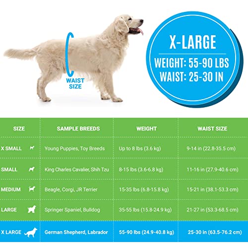 Image of Bodhi Dog Disposable Male Dog Diapers - Super Absorbent, Leak-Proof Pee Wraps - Adjustable Fit, Comfortable Design, Advanced Moisture Control, and Wetness Indicator - Extra Large (20 Count)