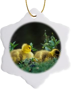 3dRose orn_83727_1 Washington, Seattle Canadian Goose Chick, Bird NA02 DGU0002 Darrell Gulin Snowflake Ornament, Porcelain, 3-Inch