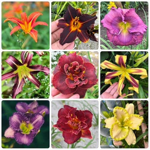 Semi di daylily, Hemerocallis fulva, perenni resistenti agli emerocallidi, all'esterno per luoghi soleggiati esotici 50pcs