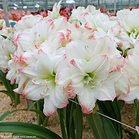 for Planting Now UK/Strong Plants That Grow Fast Golden Jade Carving Feels Good Amaryllis Bulbs-3 Bulbs,C Cover