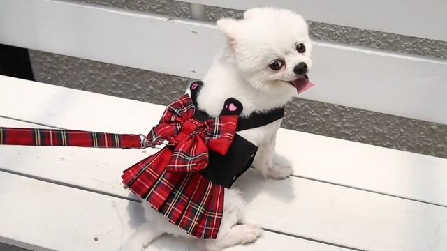 Dog Harness Dress with Leash Set Cute Pet Rabbit Cat Clothes - D Ring Outfits for Small Dogs Skirt Doggy Puppies Kitten… - Image 8