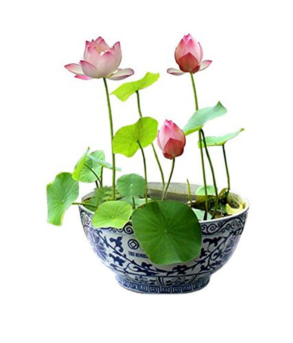 Creative Farmer Air Purifying Holy Bowl Lotus Aquatic Plants For Aquarium Live Plant (Healthy Plant) (B09HCSQ82J) Amazon Price History, Amazon Price Tracker